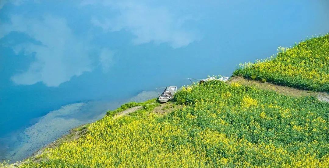 新场镇油菜花田。图据：威远文广旅局