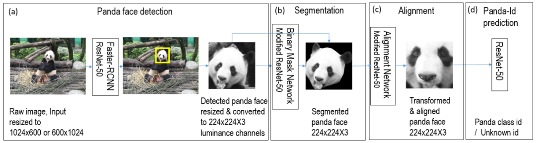 大熊猫个体及生物属性识别