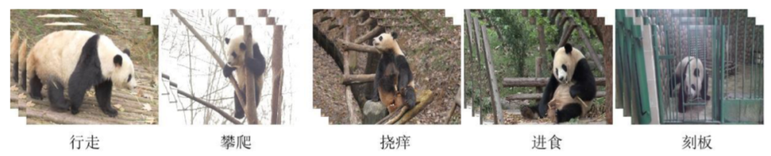 大熊猫行为识别