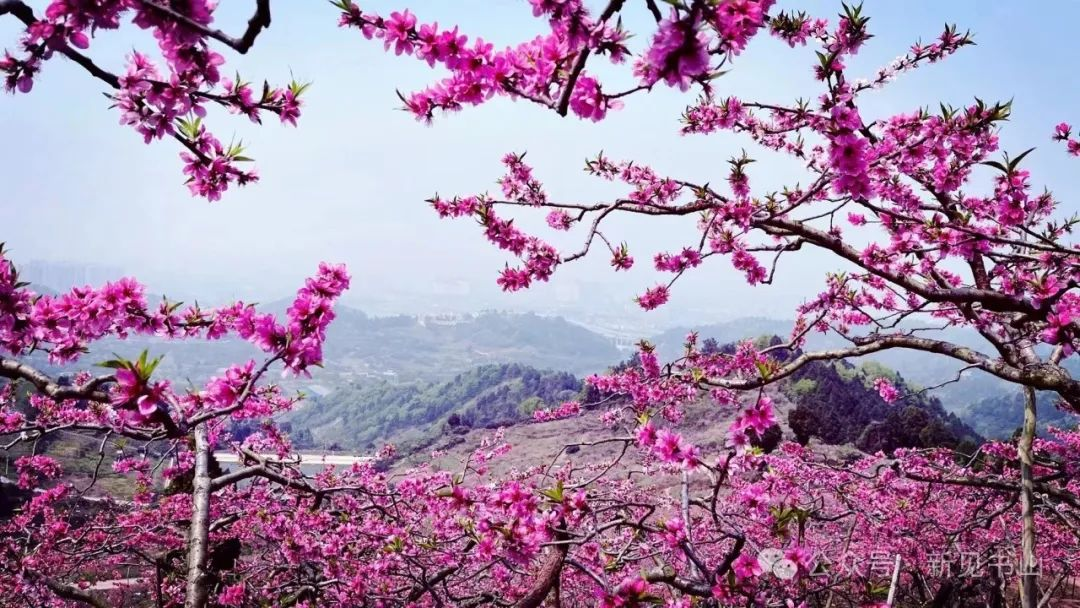 新见书山桃花
