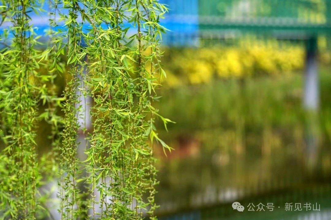 新见书山绿杨