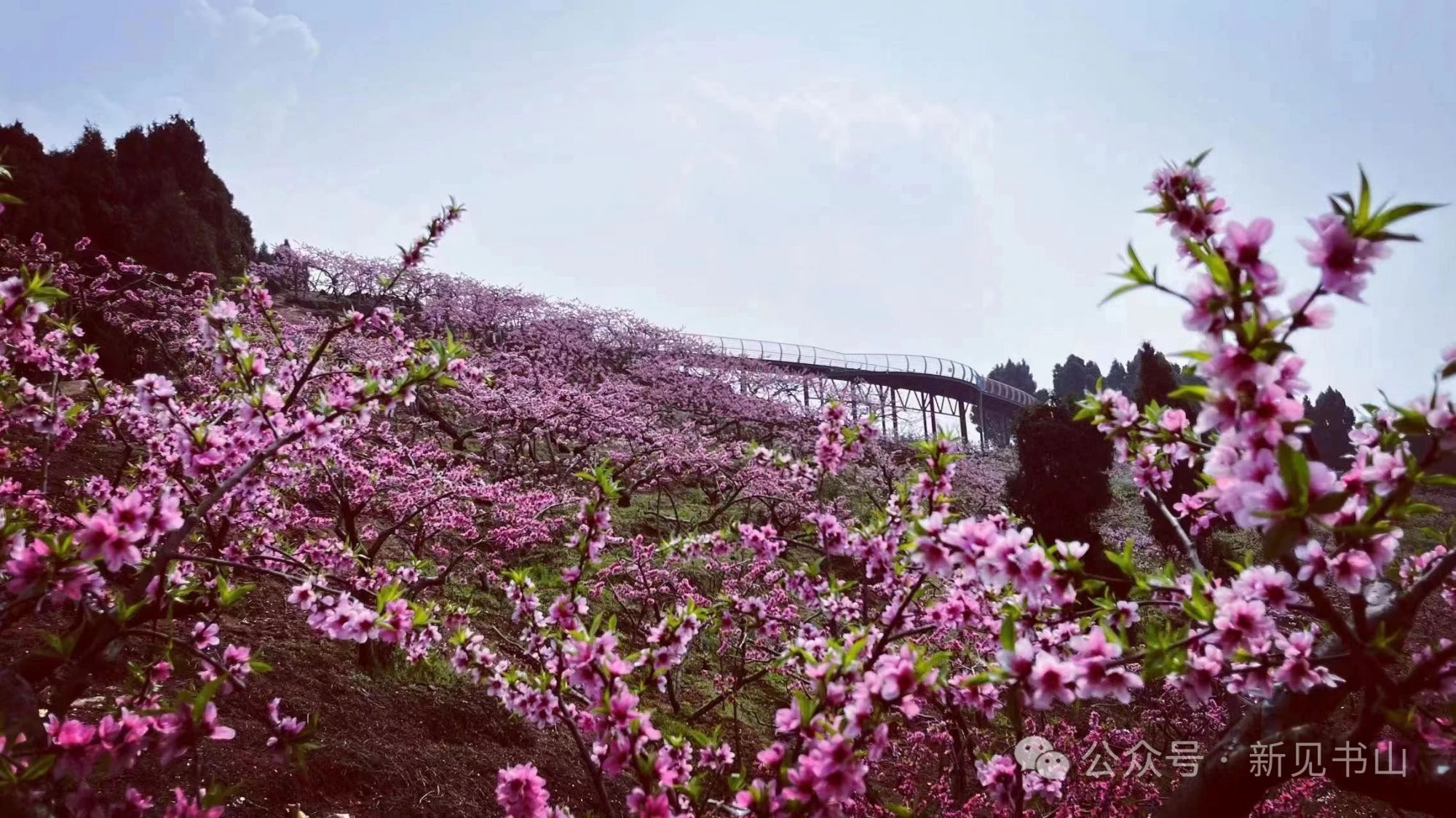 桃花新见书山