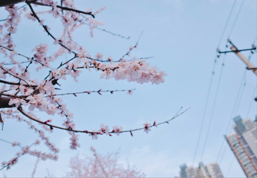 北京街头，清秀的山桃花怒放。东说念主民网记者 刘微摄