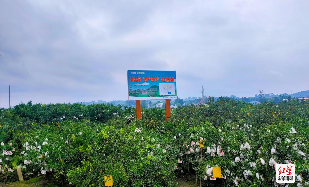 蒲江县鹤山街道“两个替代”示范基地