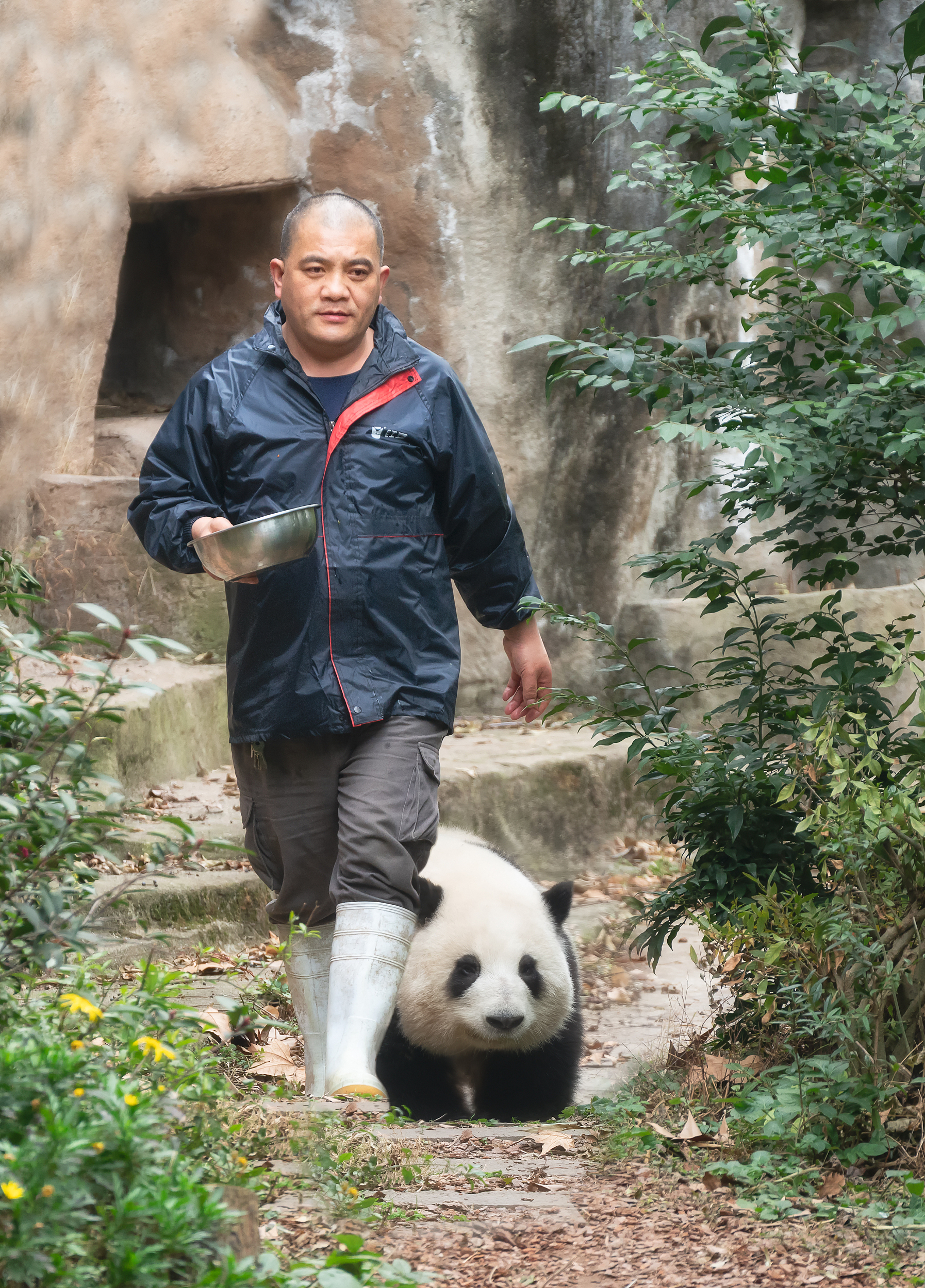 成都：大熊猫“花花”户外散步 悠闲自在