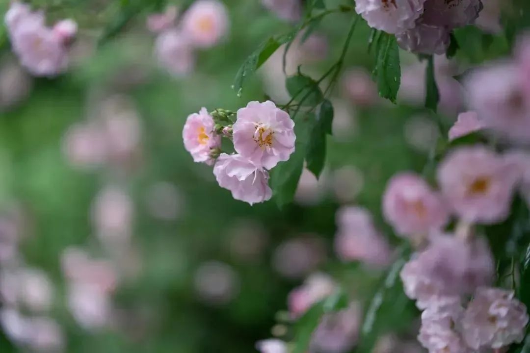 图片6