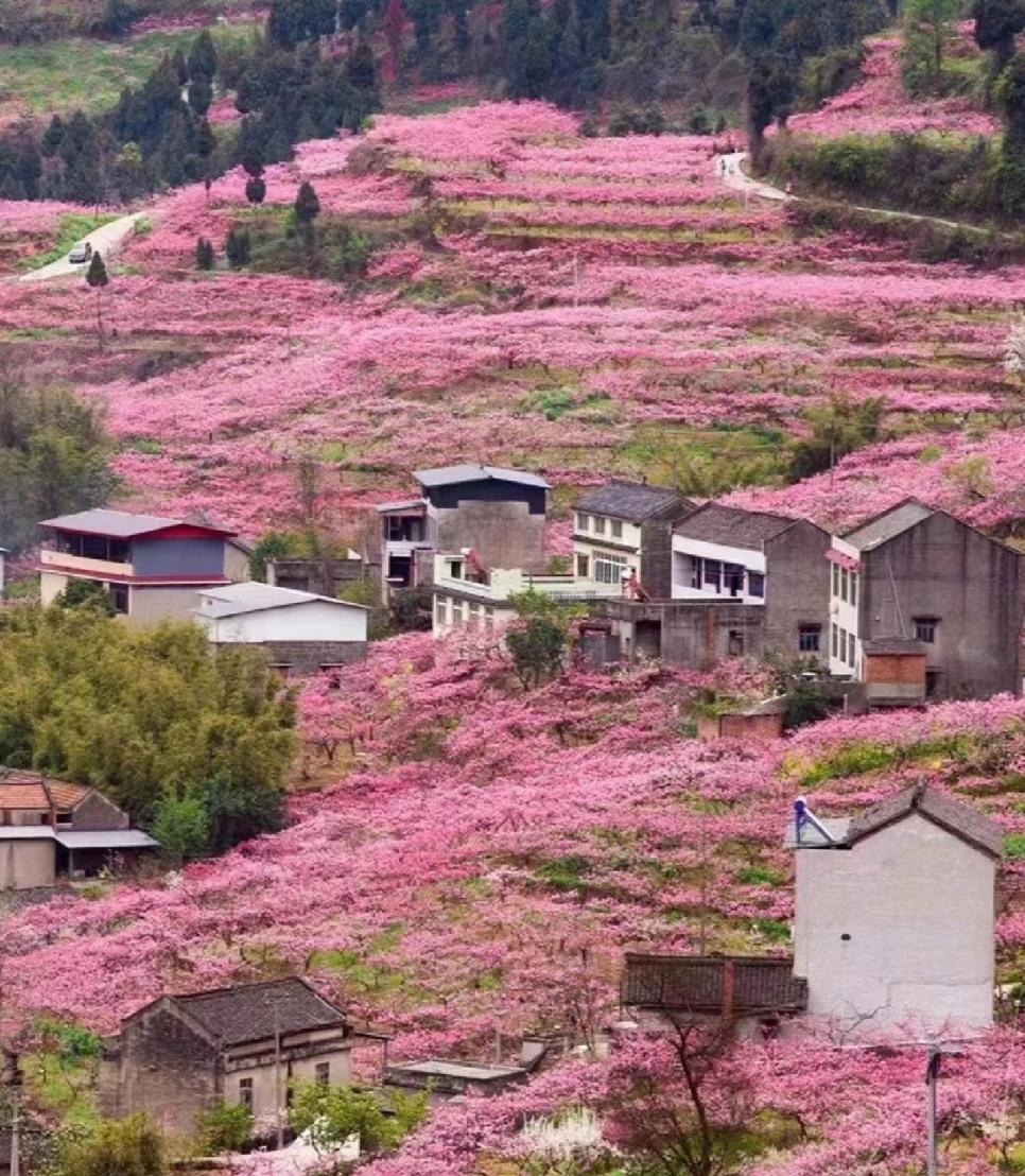 桃花盛开的红旗村