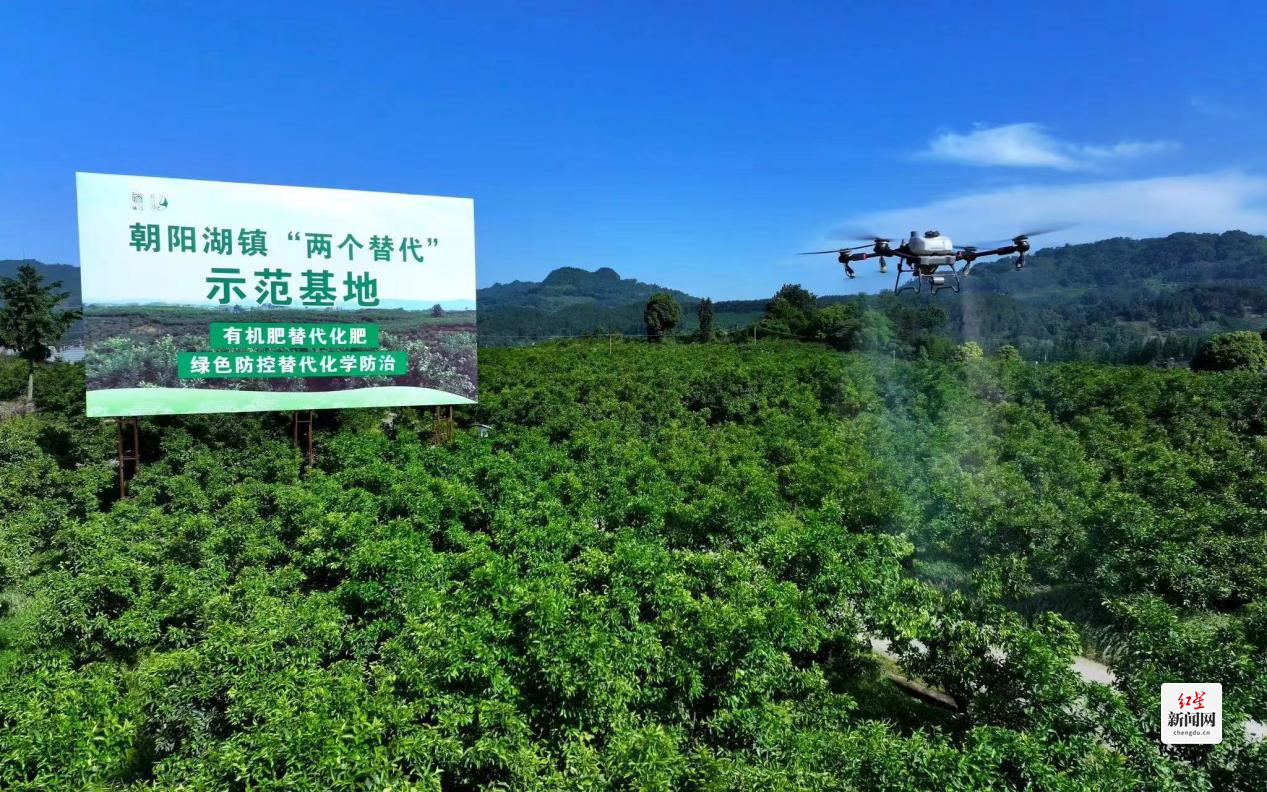 向阳湖镇“两个替代”示范基地