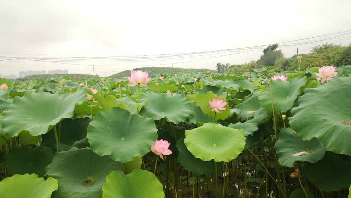 宝胜村荷塘美不胜收（摄影 吴渝）