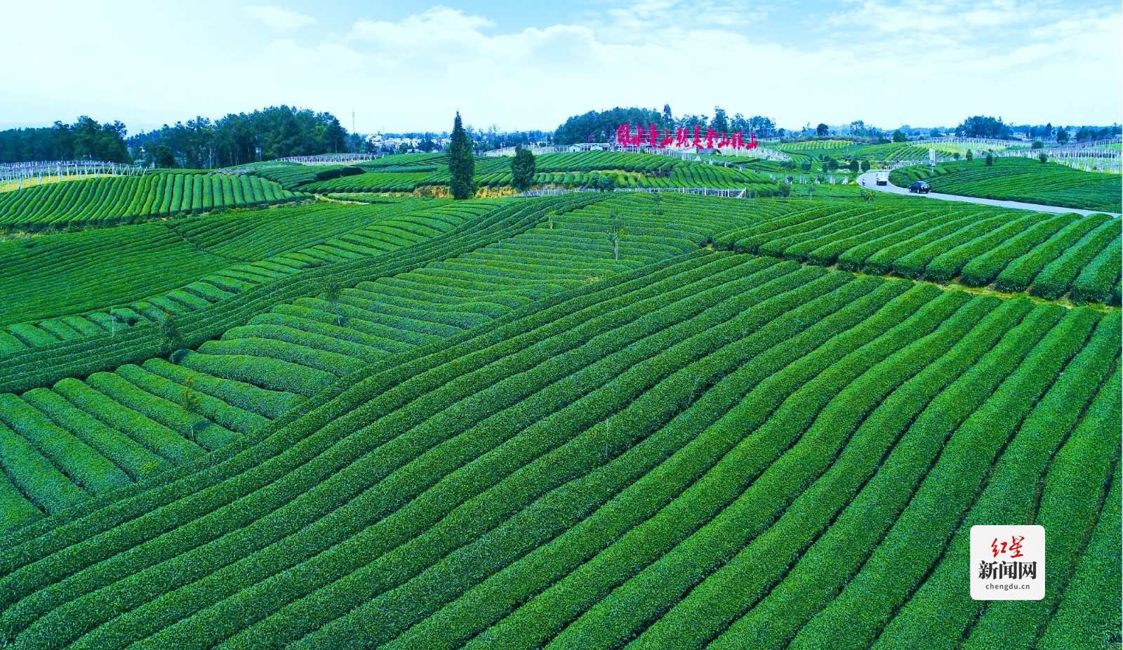 蒲江成佳茶园