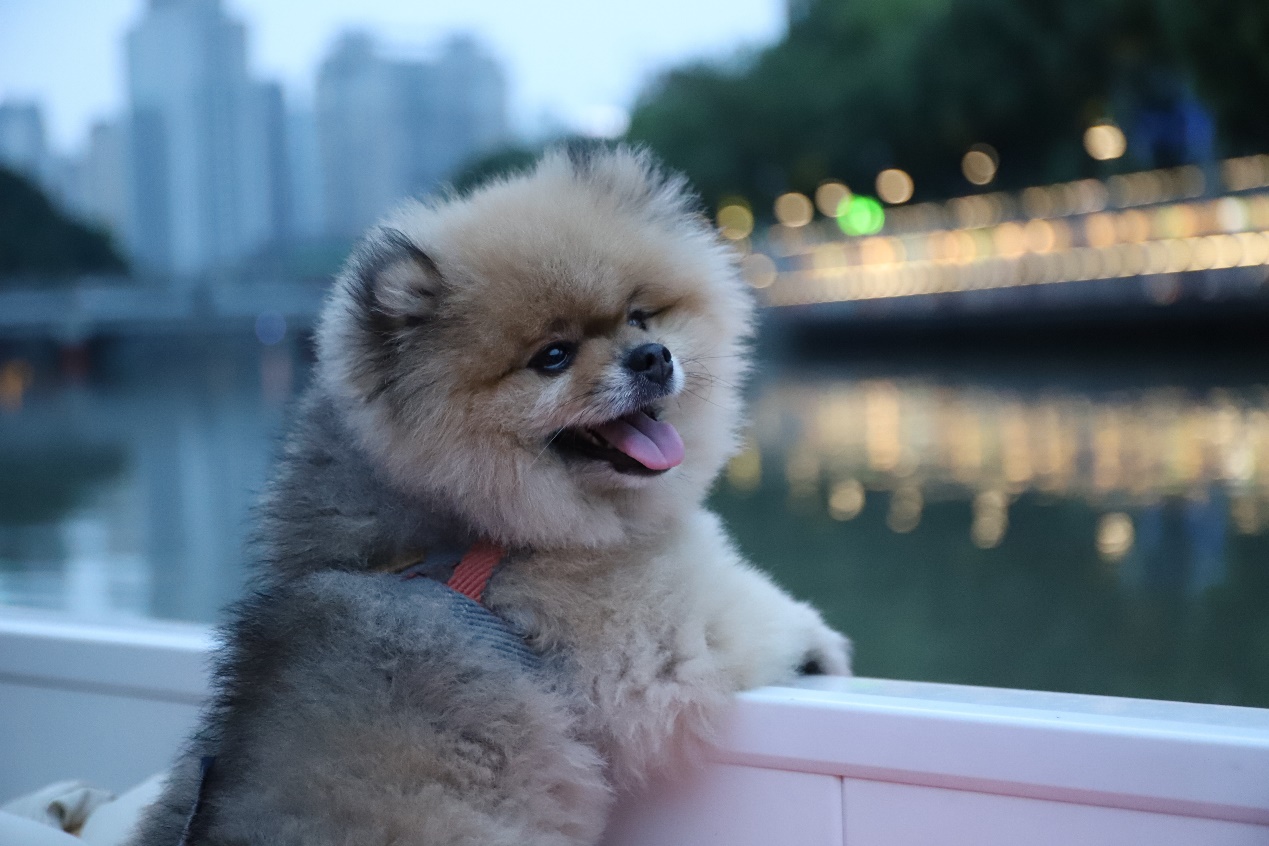 （图注：夜游锦江River Walk萌宠专线）