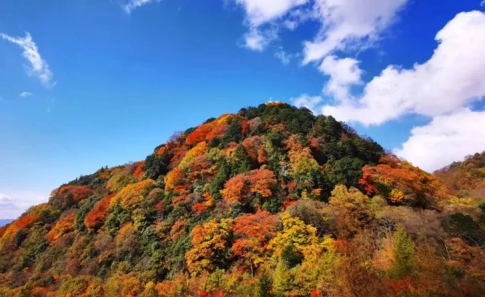 中国最好意思的红叶赏秋地，不在别处，而是在光雾山。因为那是秦岭方位地。每年10月底至11月底，红叶季是光雾山最干扰的，这里红叶景不雅面积大、品种多颜色丰、不雅赏周期长，令光雾山越来越被东说念主熟知。