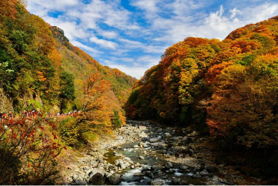 中国红叶第一山，风景却比好意思日本、加拿大！553