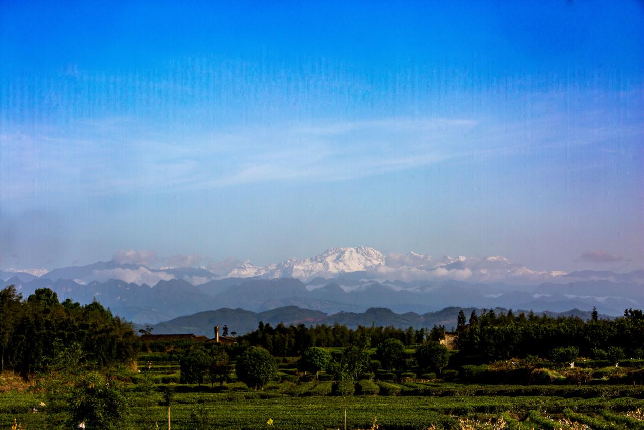 在蒲江，远眺雪山、近观茶园   蒲萱摄