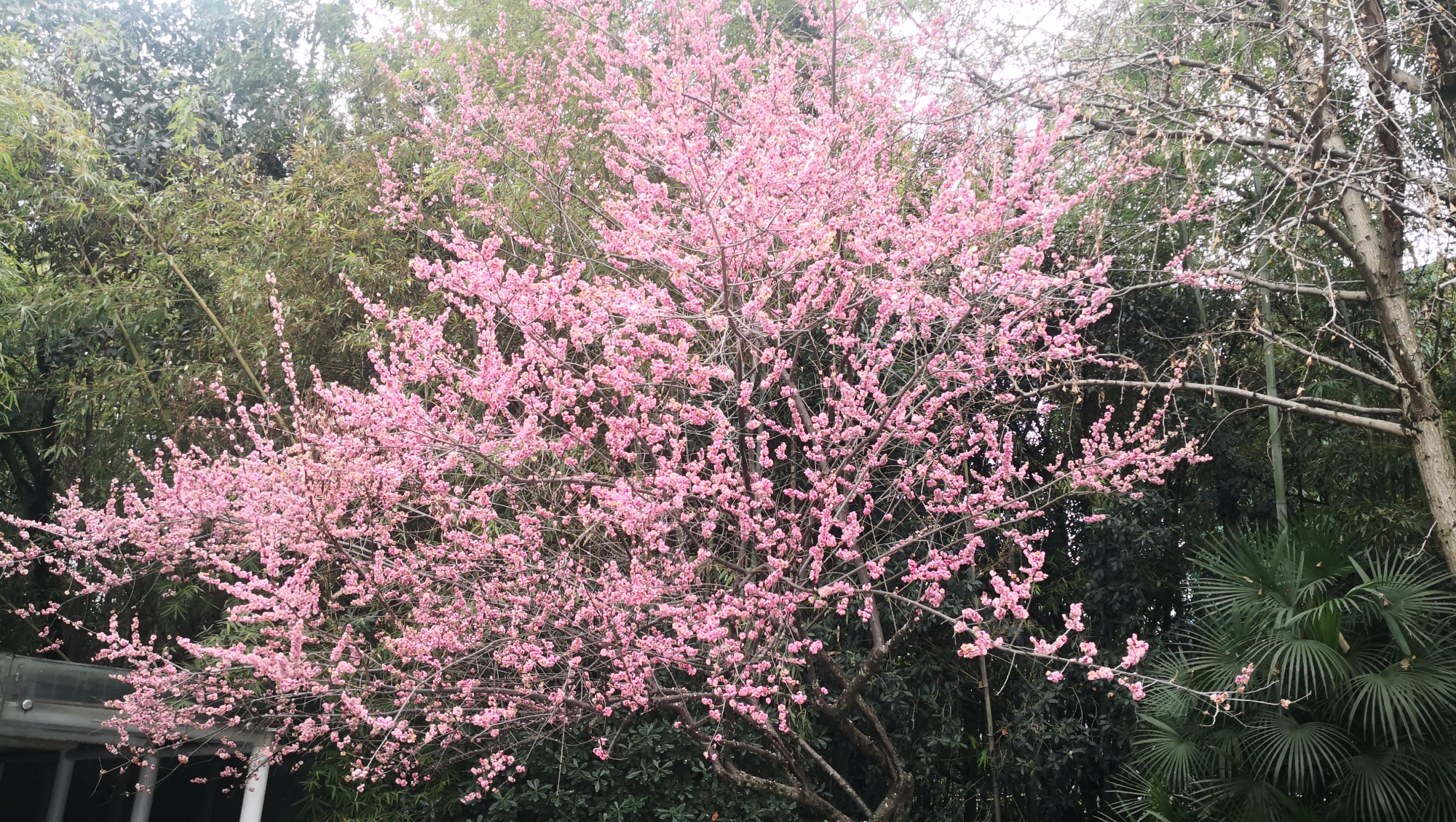 ▲浣花溪畔梅花烂漫