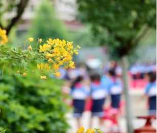 连续两年第一！向阳桥小学的“小史官”秘笈藏不住了！2259