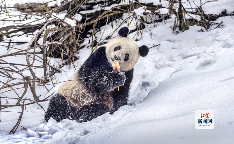 雪地觅食：摄影：周孟棋