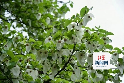 珙桐：