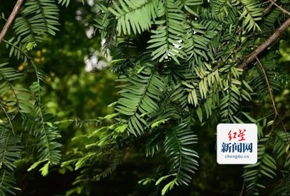 南方红豆杉