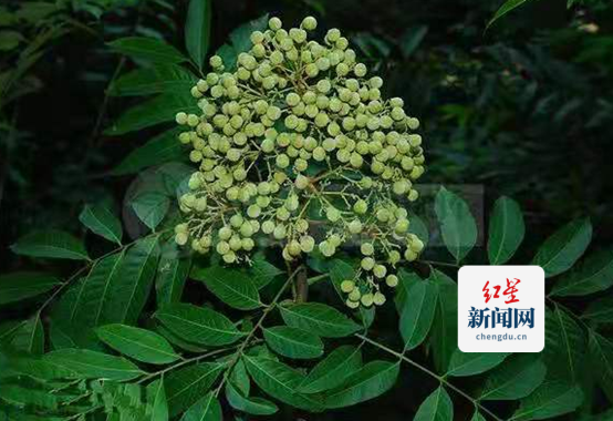 伞花木