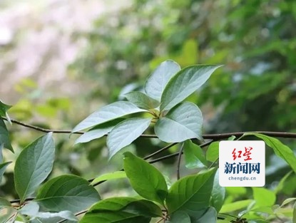 香果树