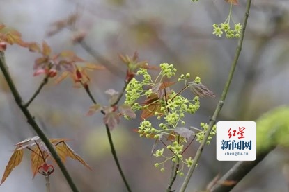 梓叶槭