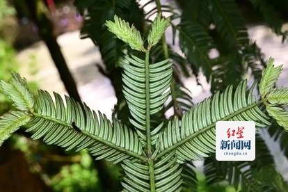 篦子三尖杉