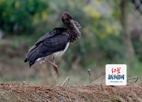 黑鹳