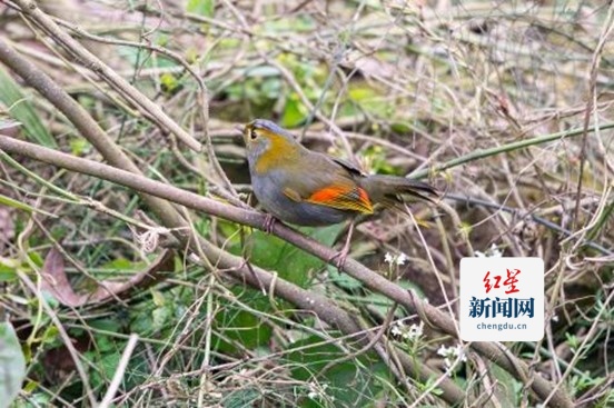 灰胸薮鹛