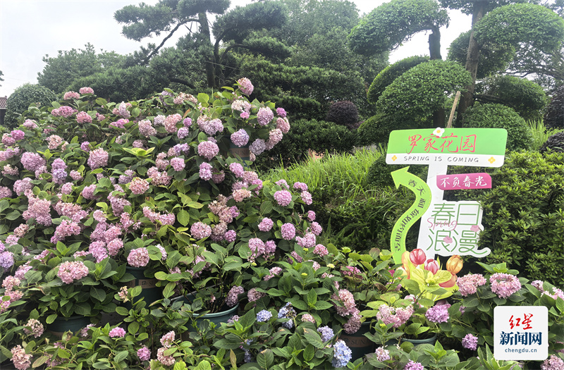 花海1