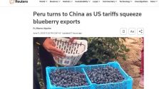 全球媒体聚焦丨美国超市蓝莓要涨价？秘鲁果农：中国市场真香！