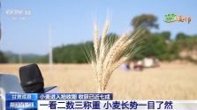 一看二数三称重四“统一” 解锁层层梯田上小麦的丰收密码