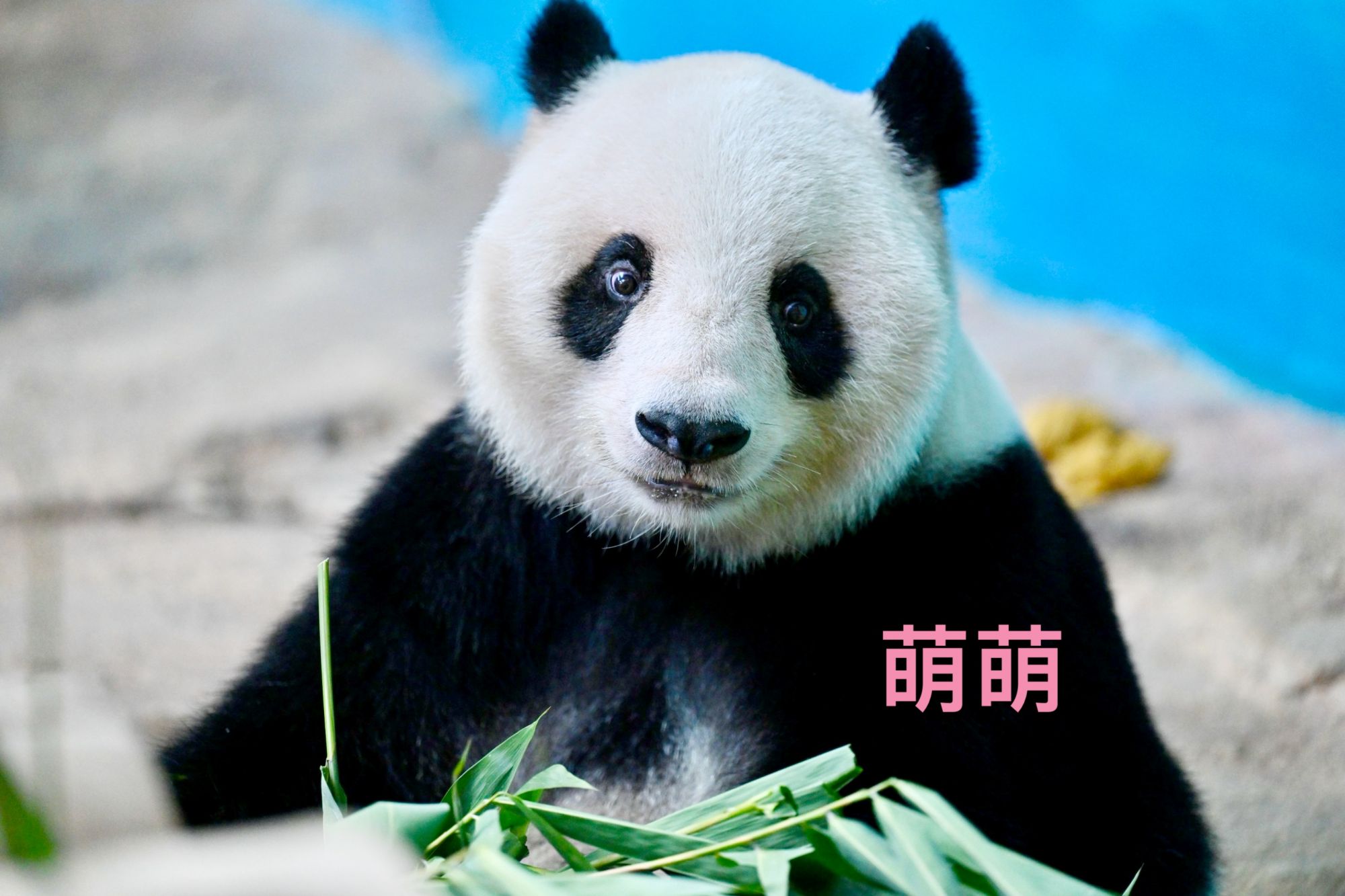三胞胎3