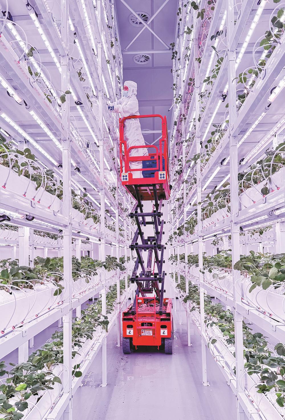 近日，西南地区最大的规模化立体栽培草莓智慧工厂在温江建成投运。由中国农业科学院都市农业研究所研发的智慧立体植物工厂技术，首次在西南地区实现了产业转化。