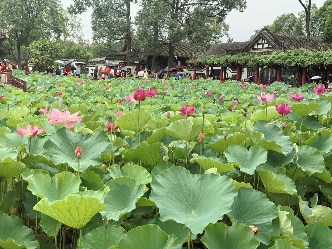 荷花摇曳的望丛祠（摄影：吴渝）