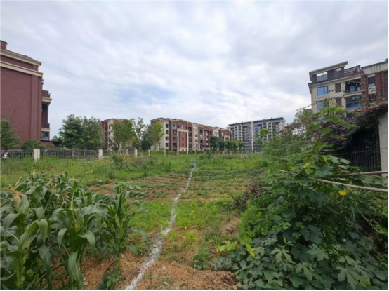 城乡“边角料”变身“幸福场”：新津区闲置地整治绘就“净优亮美”新图景1283