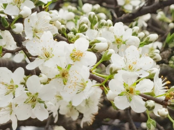 花漾新津又是一年梨花季