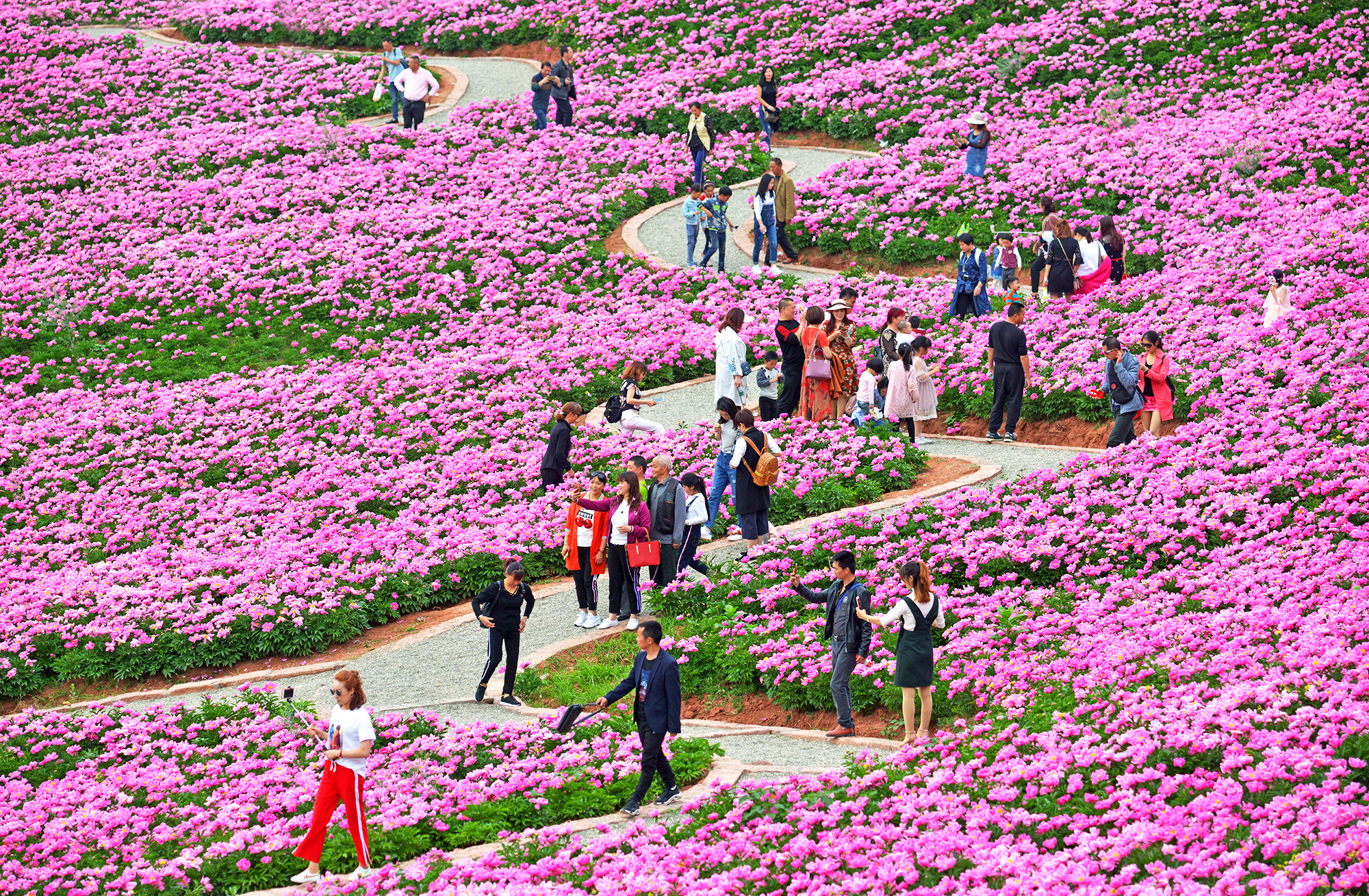 广兴芍药花基地图片