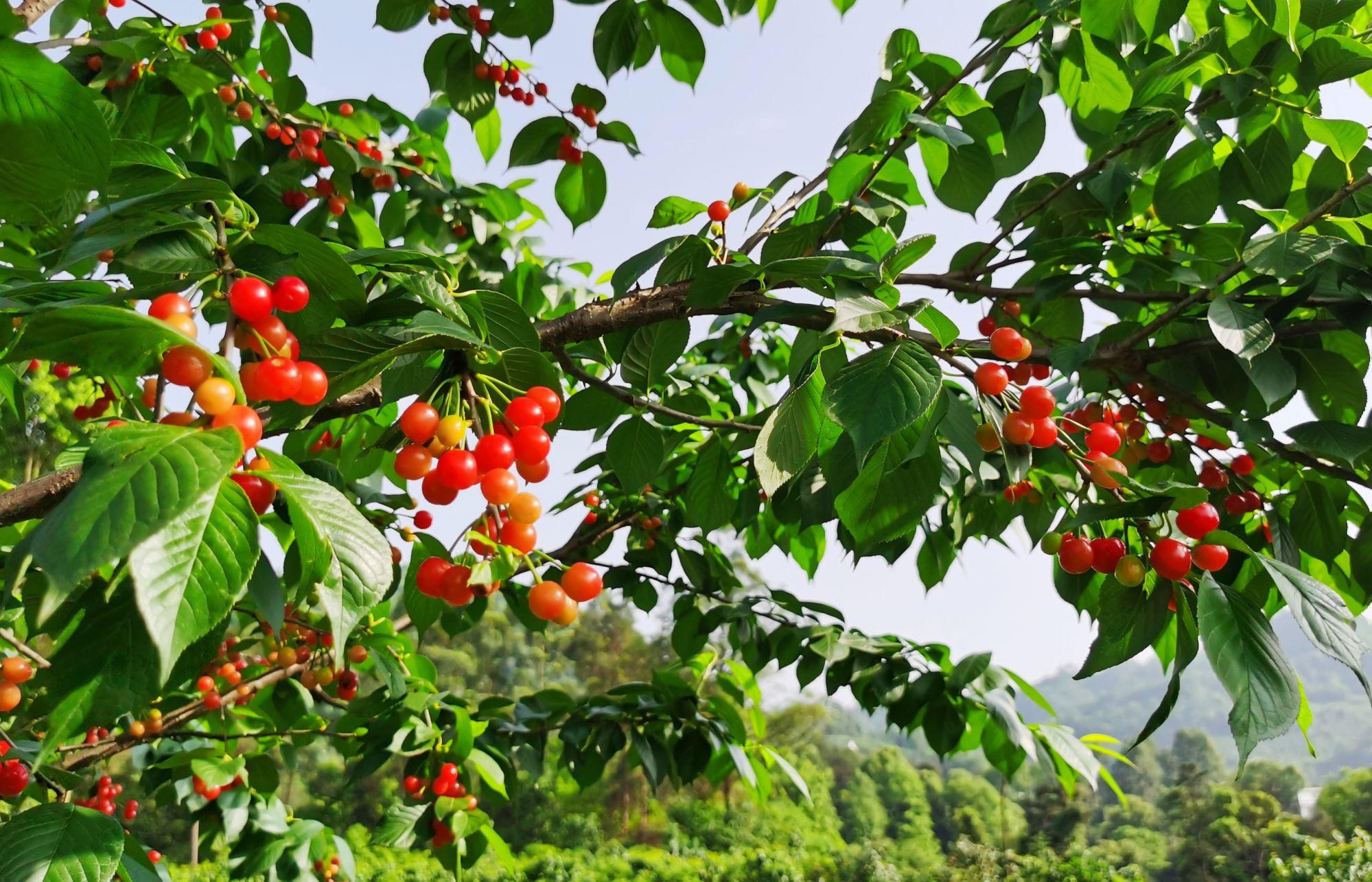 红樱果树的养护图片