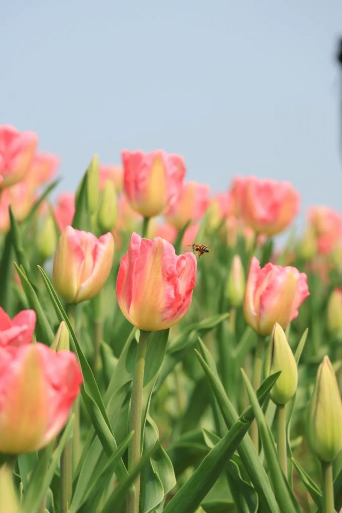 郁金香花田手机壁纸图片