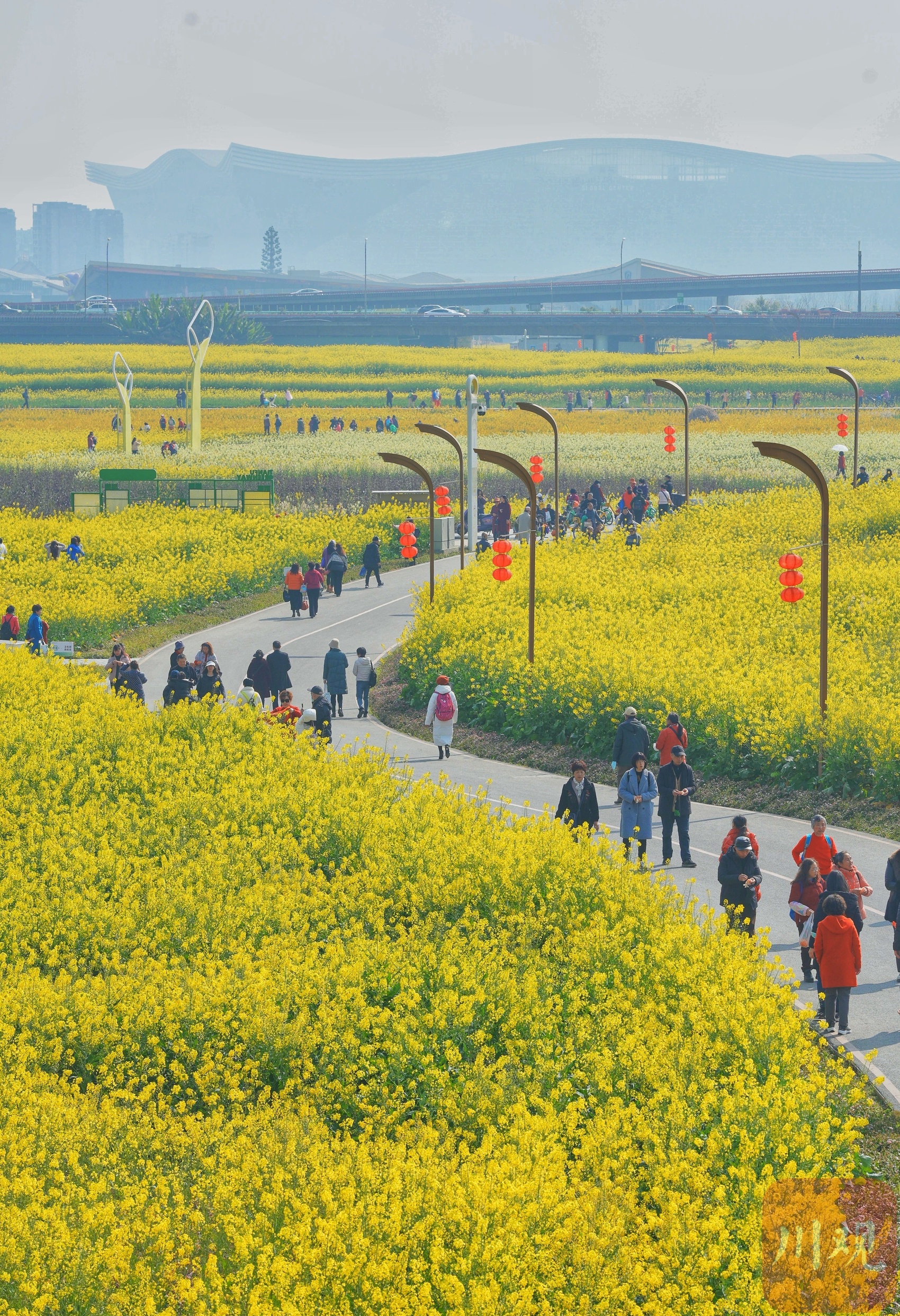 成都环城生态区油菜花正开