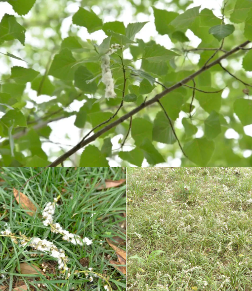 柳絮及悬铃木絮,其中杨树,柳树分雄株和雌株雄株只产生致人过敏的花粉